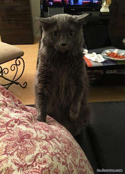 搞笑内涵图之喵星人:我仿佛闻到了小鱼干的味道