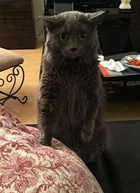 搞笑内涵图之喵星人:我仿佛闻到了小鱼干的味道