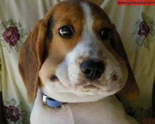 搞笑趣图之我真的没有偷吃