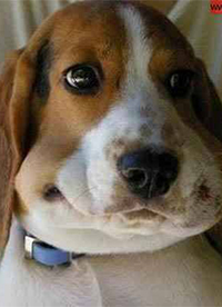 搞笑趣图之我真的没有偷吃