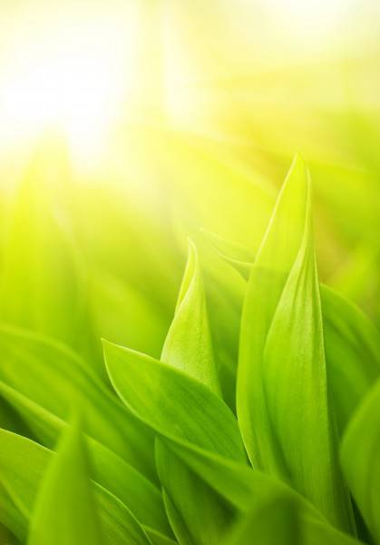 绿色清新大自然图片