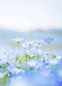 唯美花海自然风景图片大全