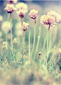 小清新乡村自然风光美景图片