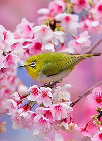 樱花花海唯美风景意境图片