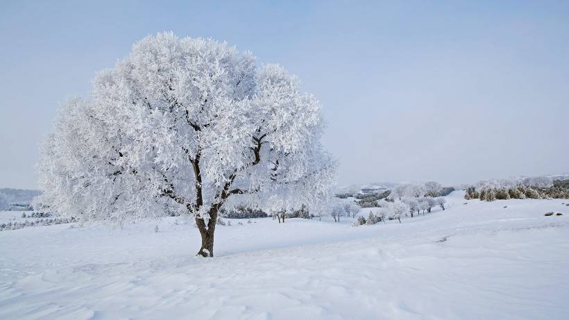 坝上草原冬景雾凇图片