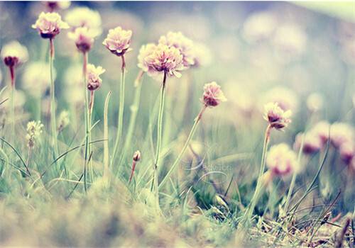 小清新乡村自然风光美景图片