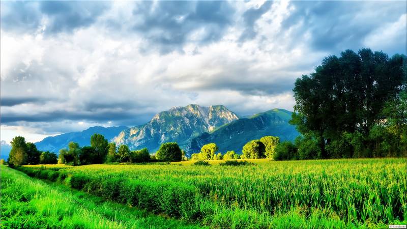 美丽的绿色草原风景图片欣赏