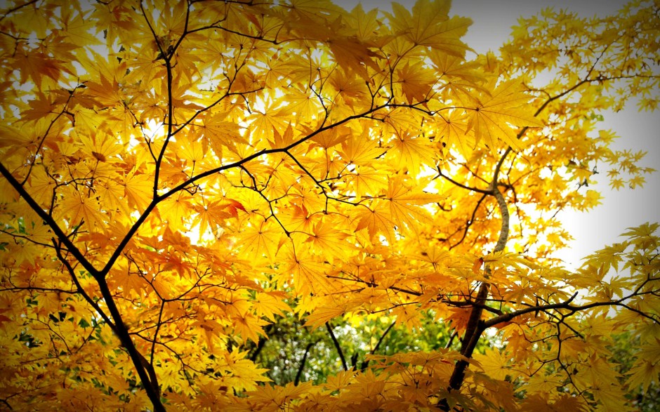 秋天唯美落叶意境大自然图片