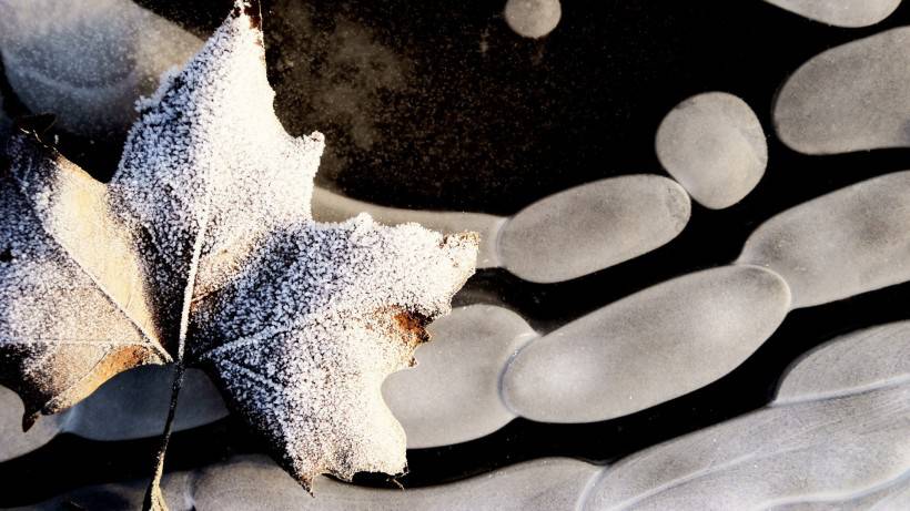 霜下的大自然图片