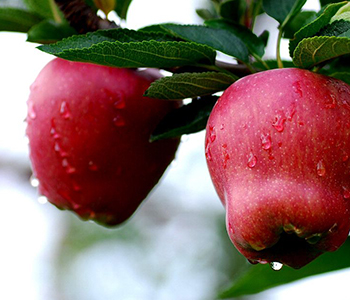 蛇果的营养价值