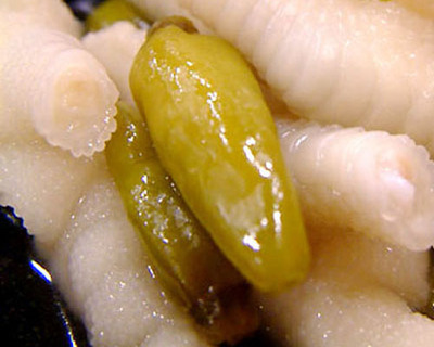 怎样制作泡椒凤爪