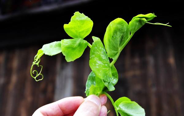 豌豆尖有着一些神奇的功效你知道吗