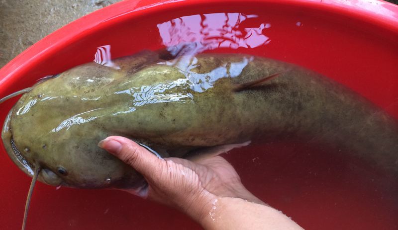 名贵的营养佳品鲶鱼做法你了解吗