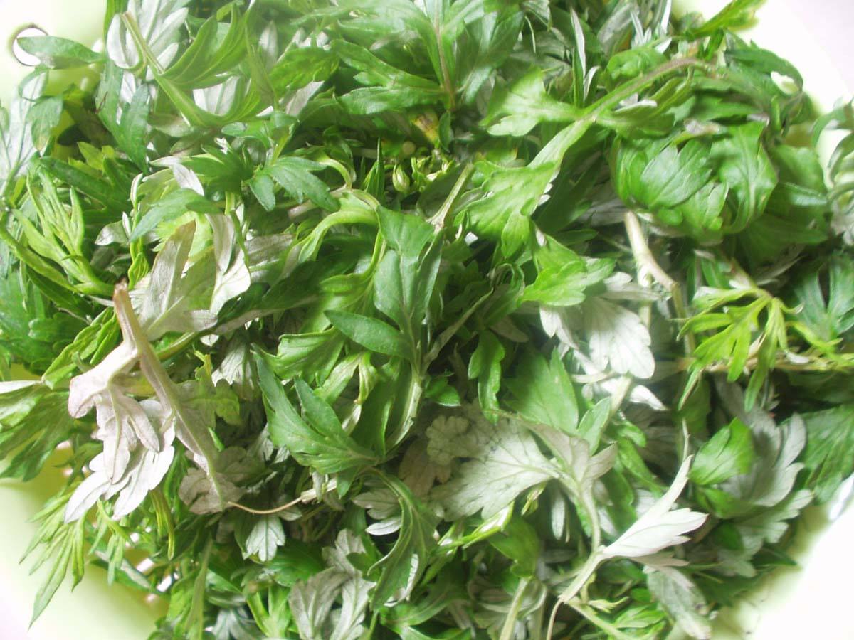 艾草的吃法 常吃艾草对女人有补血的功效