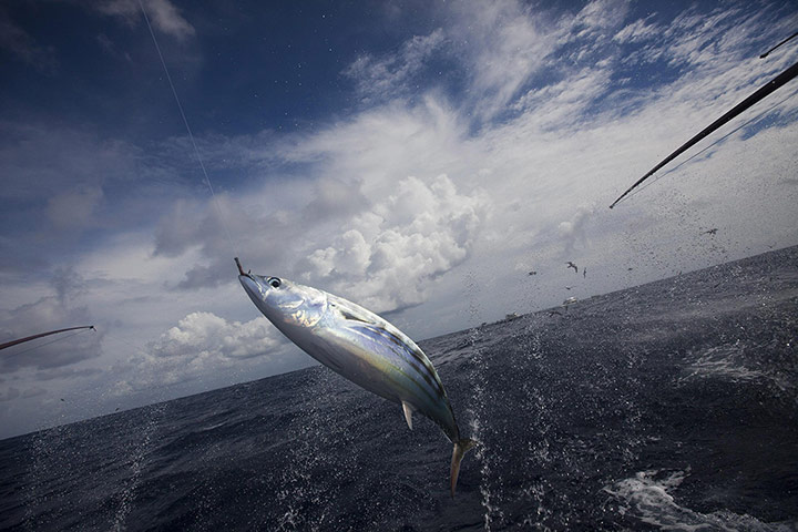 好吃的金枪鱼罐头