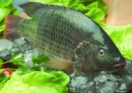 鱼的做法大全家常 让你在家能吃到美味可口的鱼汤