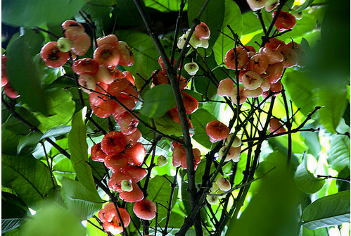 莲雾的营养价值  食疗具有宁心安神的作用