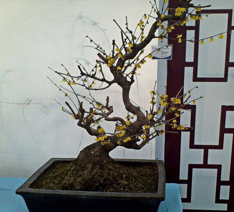 腊梅盆景制作的三步曲你你了解吗