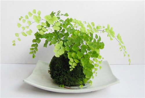 铁线蕨的养殖方法 铁线蕨养殖需要注意什么