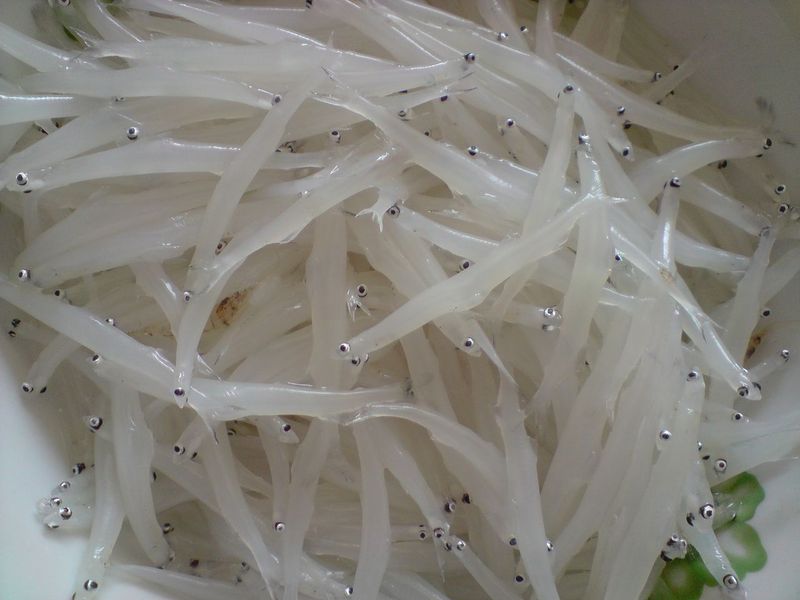 一种天然的长寿食品 银鱼