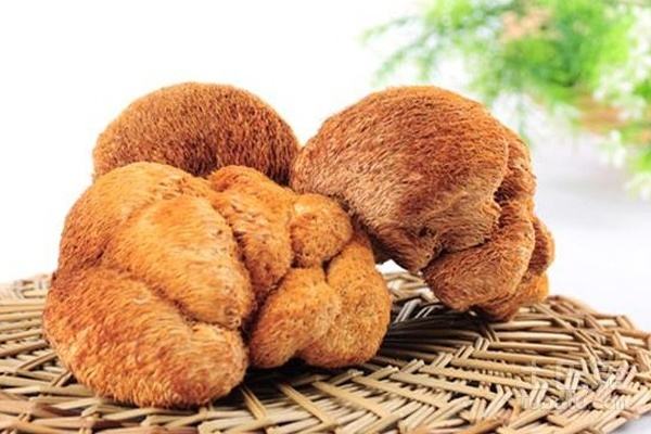 猴头菇食疗功效 多吃有助治疗胃病