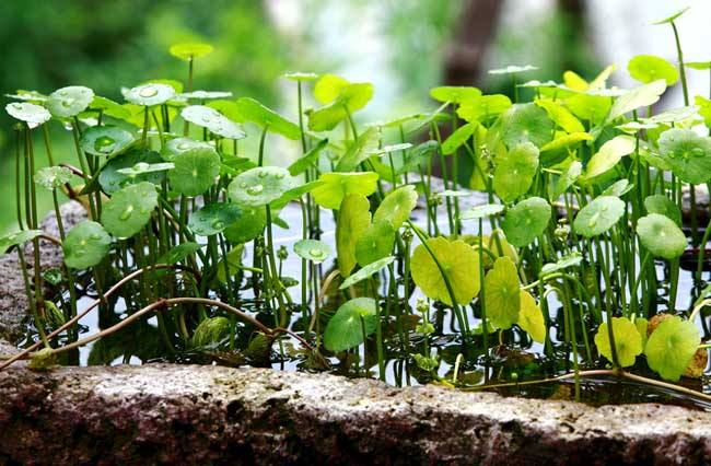 植物的奶妈 水培植物营养液