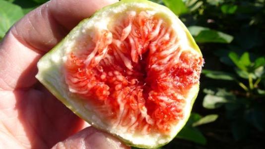 无花果怎么吃 无花果的功效与作用及食用方法