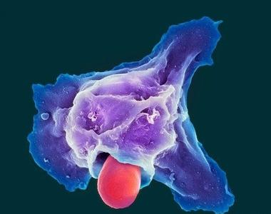 中性粒细胞偏低偏高各是怎么回事呢