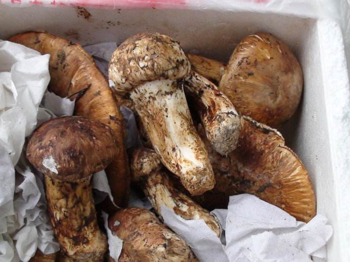 大山里的食物松茸的功效你知道吗