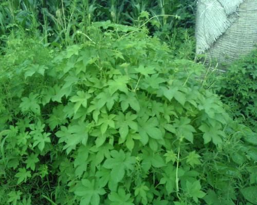 绿萝的养殖方法和注意事项