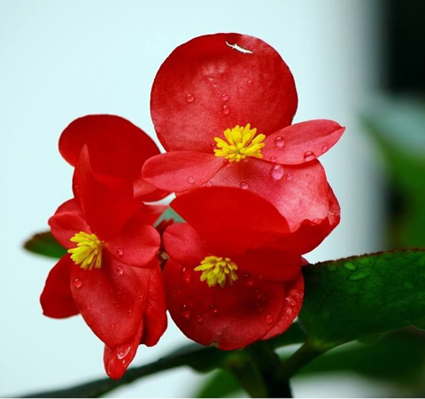 娇嫩光亮 四季秋海棠的养殖方法介绍