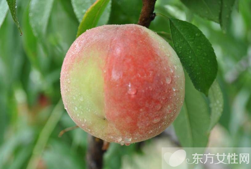 桃的营养价值有哪些 五种人群不适合多吃