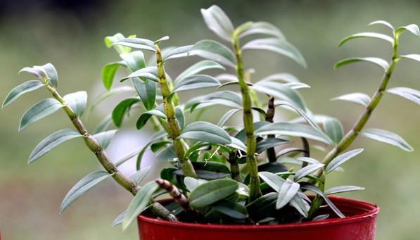 石斛的功效与作用及食用方法