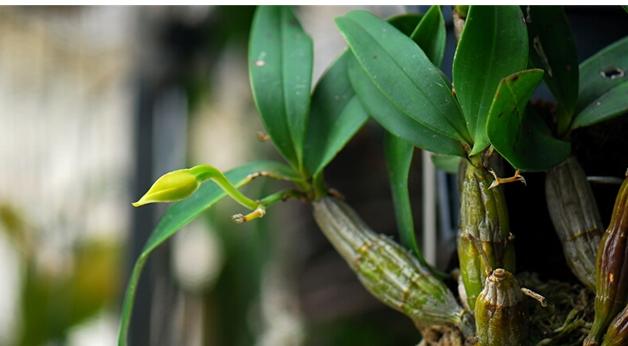 石斛的功效与作用及食用方法