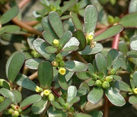 马齿苋的功效与作用及食用方法