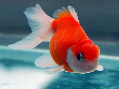 家里养鱼多久换一次水