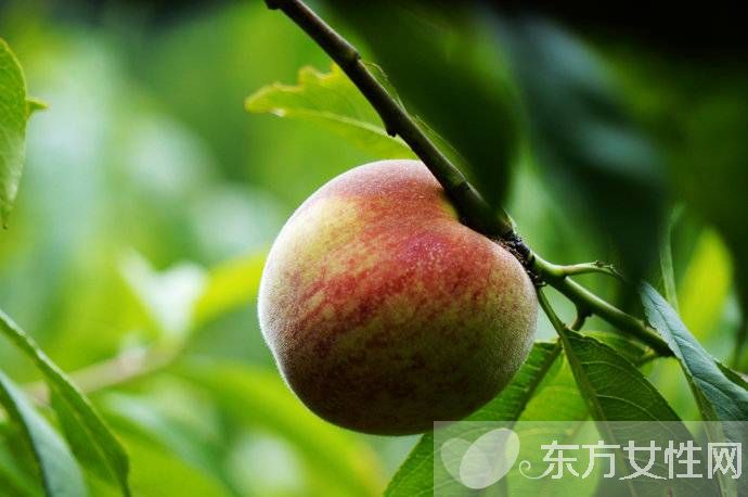 桃的营养价值有哪些 五种人群不适合多吃