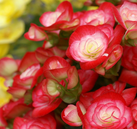 娇嫩光亮 四季秋海棠的养殖方法介绍