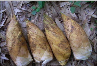 冬笋和春笋的辨别