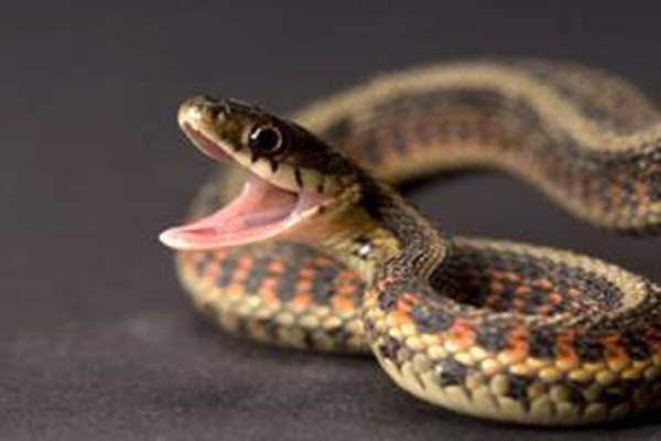 乌梢蛇的功效与作用