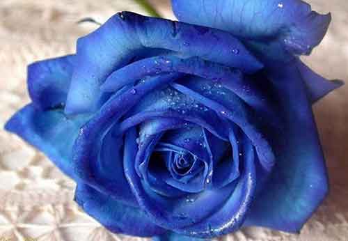 玫瑰花如何保鲜