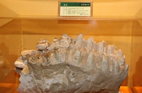 龙齿的功效与作用 可起到调理多种疾病的效果