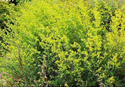 扁平疣治疗偏方