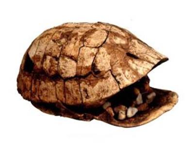 龟板的功效与作用