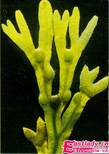 大自然的神奇能量 8种护发能量