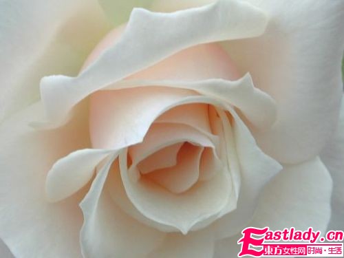 美容圣品玫瑰精油全接触