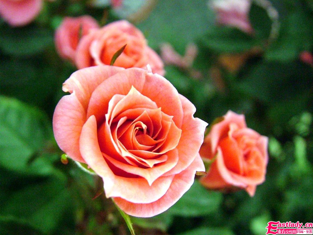 换季保湿 5款精油不可少