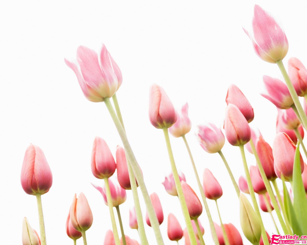 居家精油 在香气中沉醉