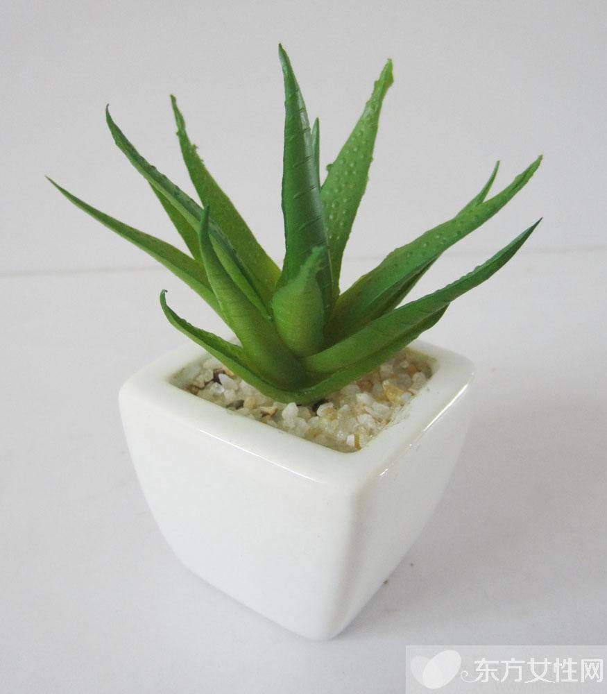 芦荟如何美容 芦荟四大美容功效大揭秘