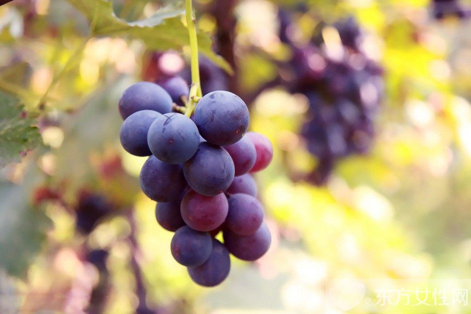 干性皮肤怎么保养 自制补水保湿面膜推荐